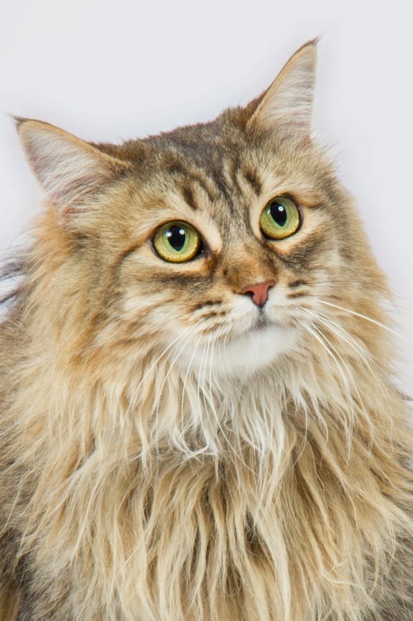 Retrato de un gato de pelo largo mirando a cámara