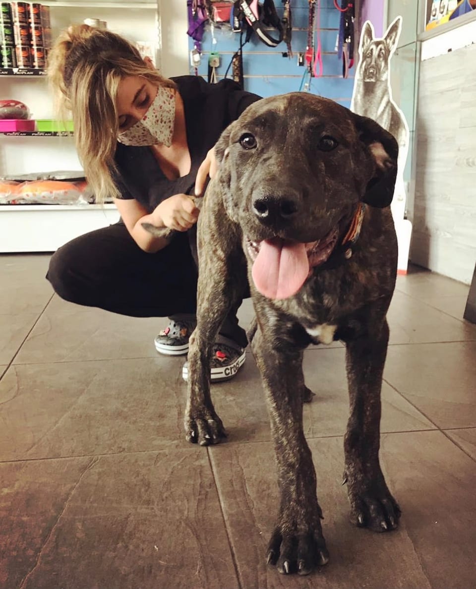 María Isern explorando a un perro durante una consulta