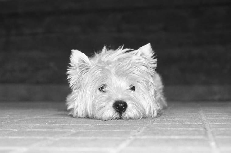 Un perro descansando tranquilo, tumbado en el suelo de su casa